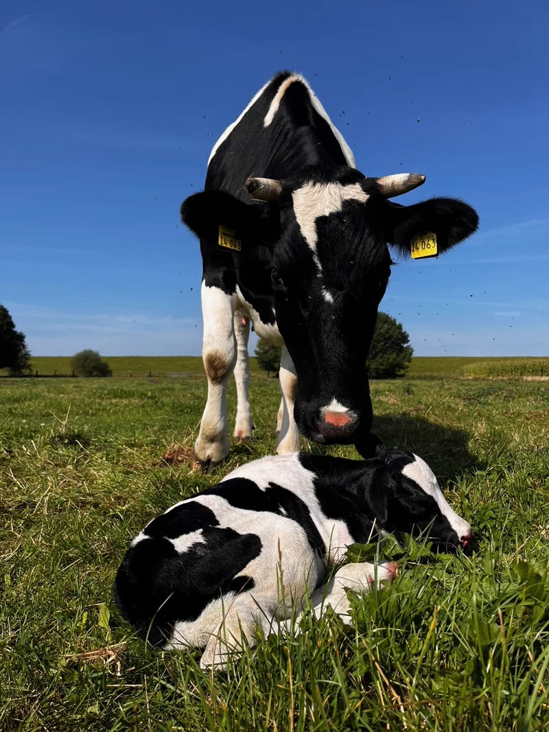 Kuh mit Kalb auf der Weide