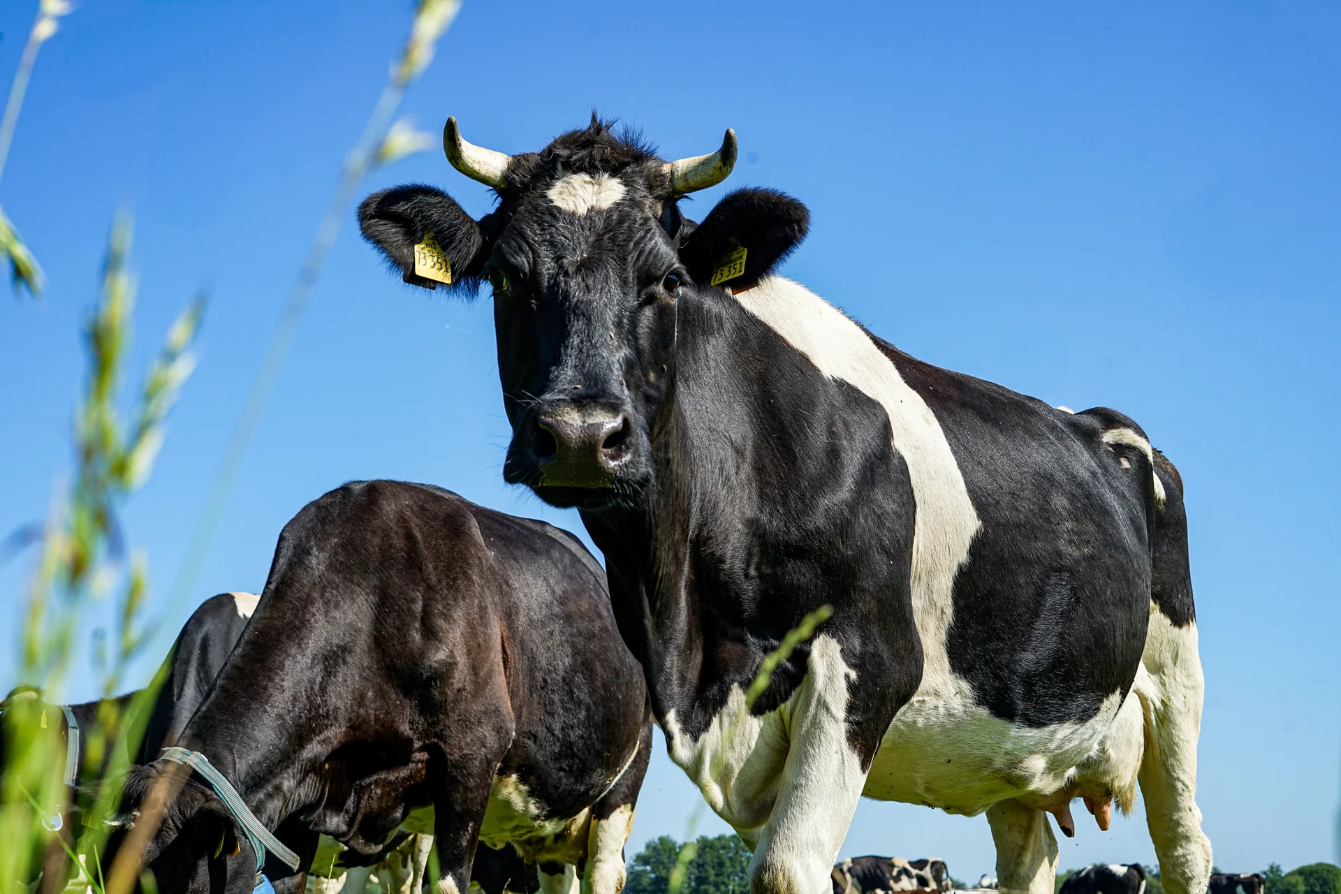 Hof EmsAuen - Kühe auf der Weide